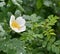 White rosehip flower
