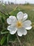 White rosehip flower on the field