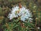 White rosemary flower, Lithuania