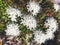 White rosemary wild flower in the Siberian forest