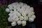 White Roses Background. Variety of white roses in beautiful bouquet. Bridal bouquet of white rose in bright colors in flower shop