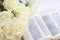 White roses and the Bible on a white wooden background