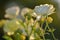 White roses bloom flowers nature outdoors botany garden park at sunset