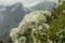 A white roses on a bush on a background of mountains