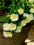 White roses cascading out of a planter