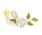 White Roses Decorated Vector Element. Botanical Graphic Composition