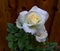 White roses, the flower have brown wood for background, and waiting for love in valentine`s day