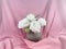 White roses flowers arrangement in vase on pink background.