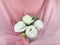 White roses flowers arrangement in vase on pink background.