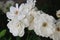 White Roses Flowers Close up Bunch Garden Flowers Summer Time