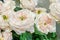 White roses with green middle is an original selection of a large bouquet on sale in the flower market. Modern elite varieties. Se