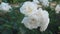 White roses growing in the garden