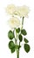 White roses isolated on the white background