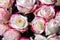 White roses with pink edges as background
