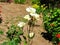 White Roses, Pomona Valley Gardens, Pomona, California, USA
