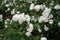 white roses in a public garden ,close-up