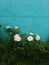 White roses surrounded by grass with pastel blue wall