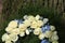 White roses on a sympathy wreath