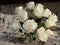 White Roses in Tall Crystal Vase on Evening Sunlit Countertop