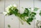 White roses on tiled floor