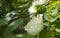 white roseship flower on a dark green background