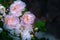 white roseship flower on a dark green background