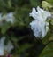 white roseship flower on a dark green background