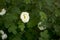 white roseship flower on a dark green background
