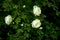 white roseship flower on a dark green background