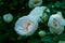 white roseship flower on a dark green background