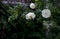 white roseship flower on a dark green background