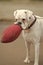 White rottweiler with red ball