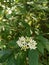 White Rough leaf dogwood flowers blooming in summer season.