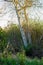 White rough tree bark on tree sstump with wild grasses and shrubbery