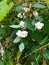 White round berries and green leaves.