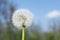 White round dandelion on blue sky background, copy space.