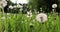 white round dandelion flowers in the park in spring