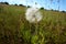 White round dandelion in a meadow among steppe grasses