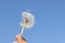 White round dandelion with some seeds blowing away on background of bright blue sky,