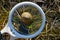 A white round loupe magnifies a brown snail lying on a green moss outside