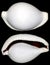 White round snail shell on black