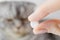 White round tablet in hand. In the background is a gray Scottish Fold cat.