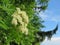 White rowan flowers on the background blue sky