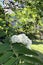 White rowan flowers among bright green leaves. Blooming mountain ash