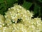 White rowan flowers close up