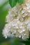 White Rowan Flowers Close-Up