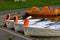 White rowing boats and orange catamarans