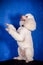 White Royal poodle on blue