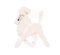 White Royal Poodle walking. Standard Pudel breed with elegant haircut. Friendly purebred dog going with raised tail