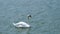 White Royal Swan in Lake Morton and the city center of lakeland Florida